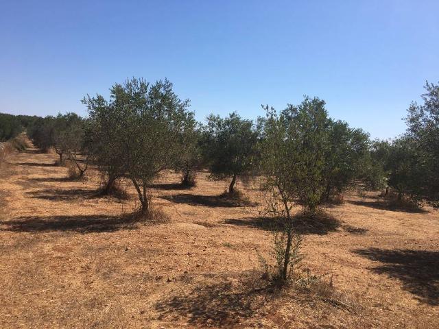 Terreno in vendita a Puglia, Lecce