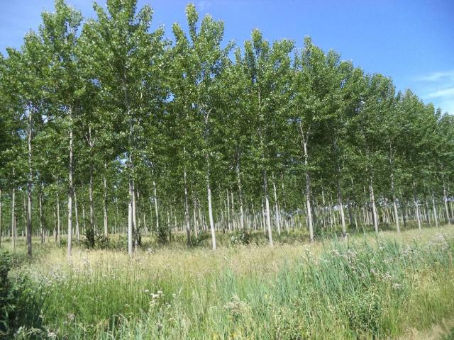 Terreno in vendita a Tricesimo, Friuli-Venezia Giulia