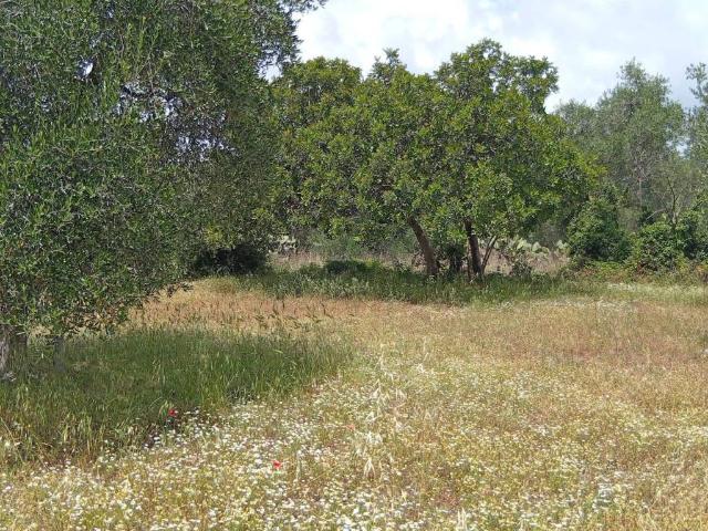 Terreno in vendita a Puglia, Bari