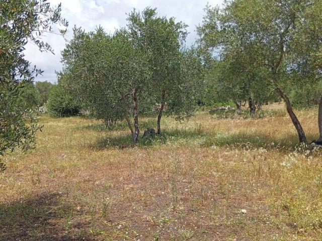 Terreno in vendita a Puglia, Bari