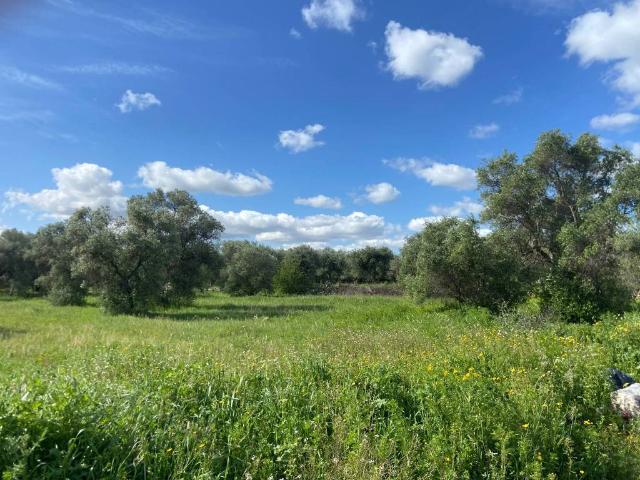 Terreno in vendita a Puglia, Bari