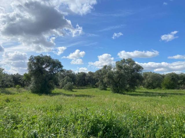 Terreno in vendita a Puglia, Bari