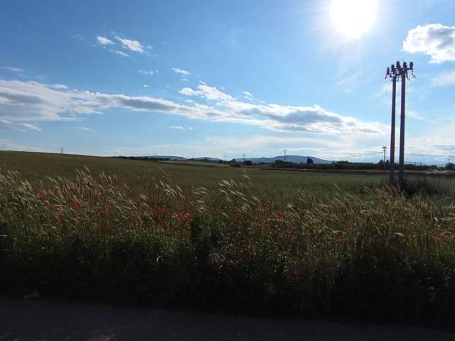 Terreno in vendita a Puglia, Foggia