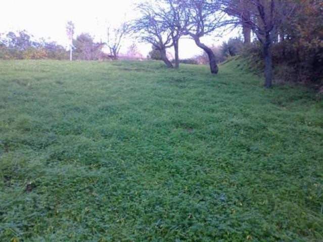 Terreno in vendita a Calabria, Vibo Valentia