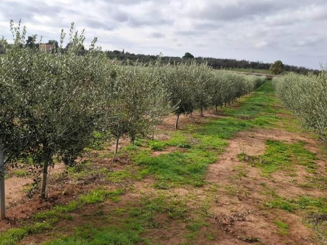 Terreno in vendita a Puglia, Lecce