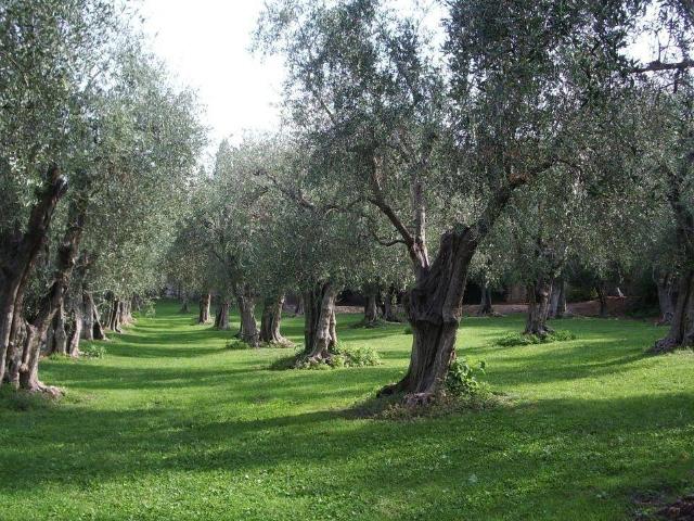 Terreno in vendita a Usini, Sardigna/Sardegna