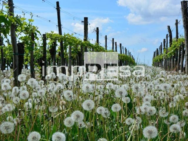 Terreno in vendita a Valdobbiadene, Veneto