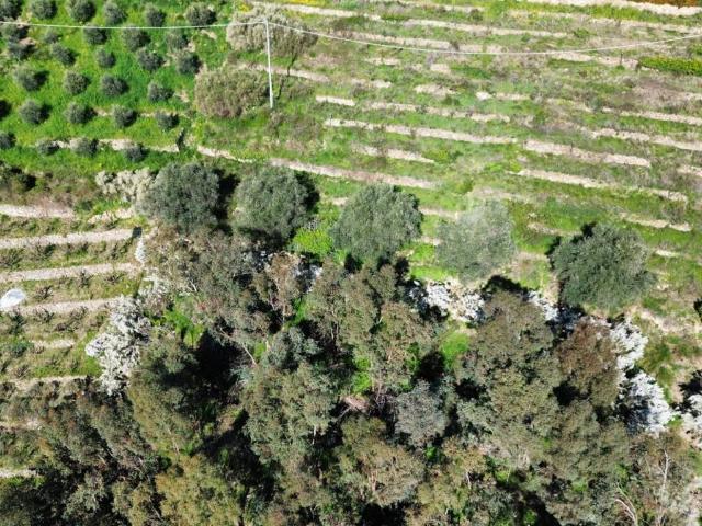 Terreno in vendita a Vallebona, Liguria