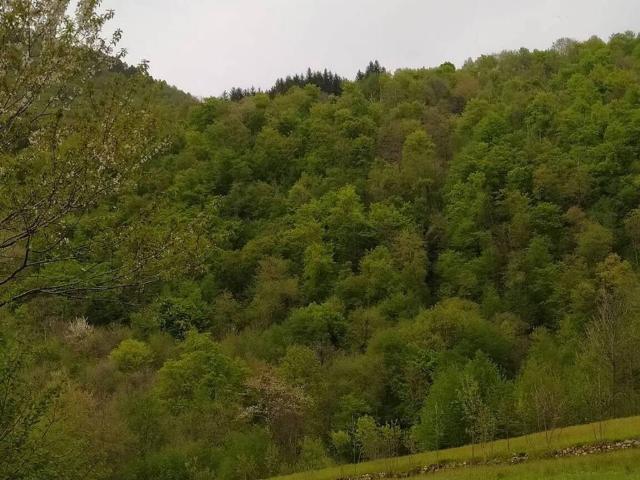 Terreno in vendita a Valli Del Pasubio, Veneto