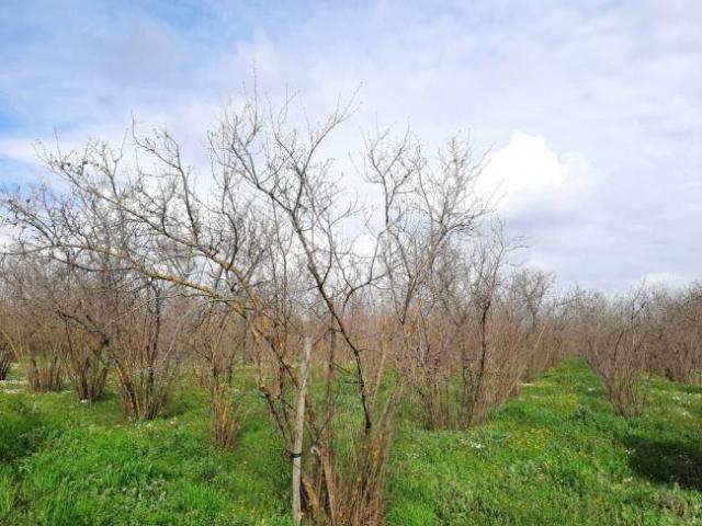Terreno in vendita a Vasanello, Lazio