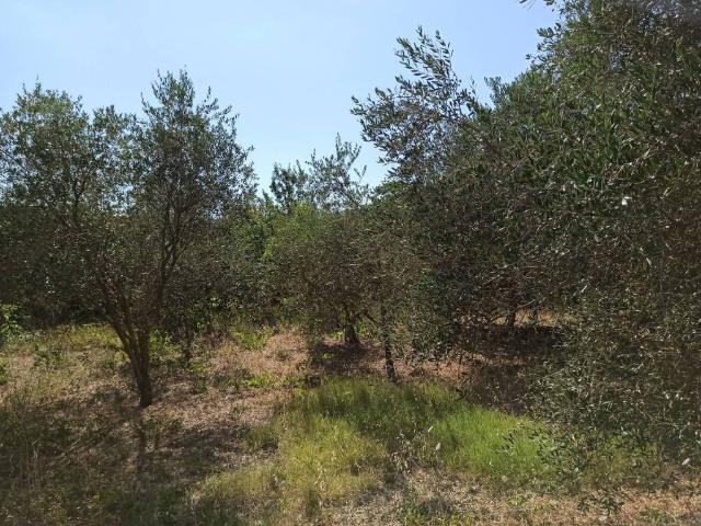Terreno in vendita a Vasanello, Lazio