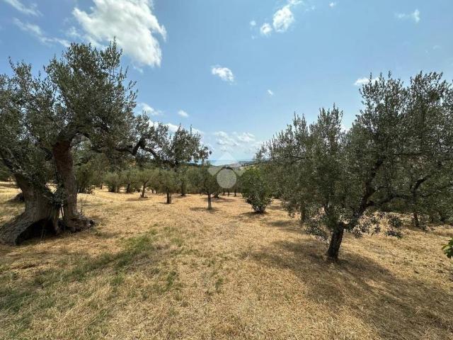 Terreno in vendita a Vasto, Abruzzo