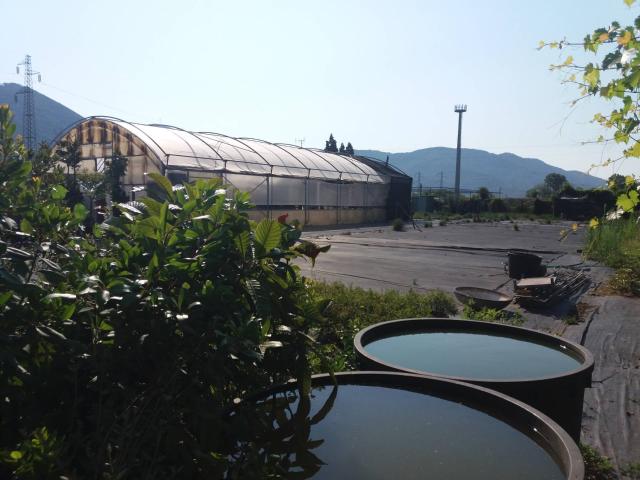 Terreno in vendita a Vecchiano, Toscana
