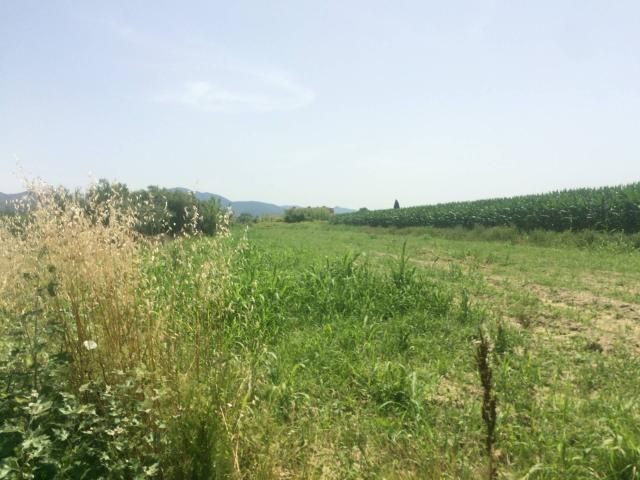 Terreno in vendita a Vecchiano, Toscana
