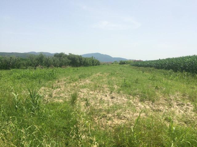 Terreno in vendita a Vecchiano, Toscana