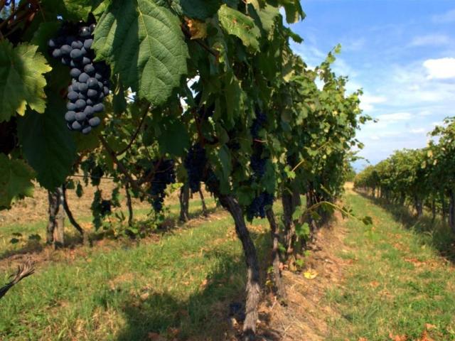 Terreno in vendita a Vecchiano, Toscana