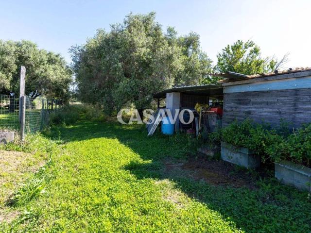 Terreno in vendita a Migliarino Pisano, Vecchiano