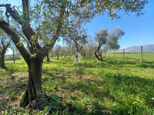 Terreno in vendita a Venafro, Molise
