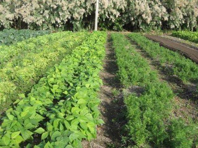 Terreno in vendita a Venezia