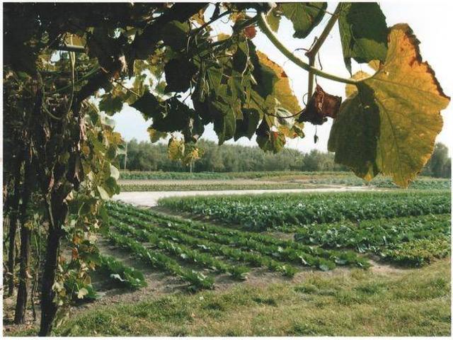 Terreno in vendita a Lido-Pellestrina, Venezia