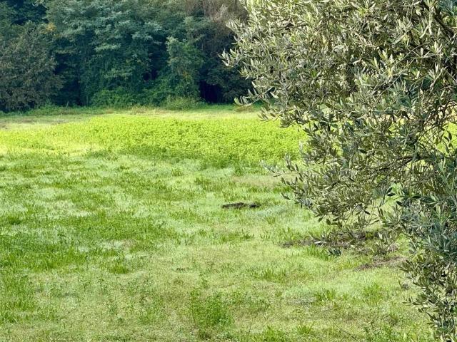 Terreno in vendita a Veroli, Lazio