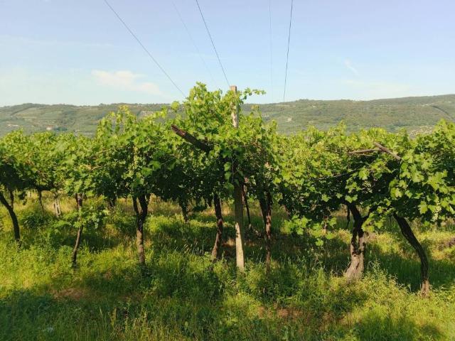 Terreno in vendita a Nord-Est, Brenzone
