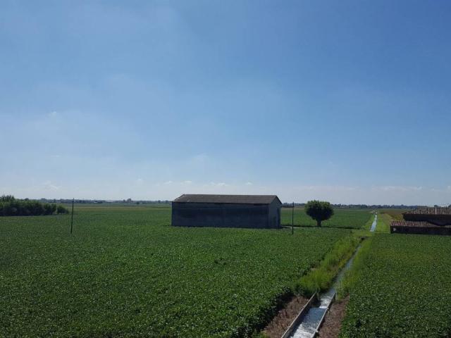 Terreno in vendita a Vescovana, Veneto
