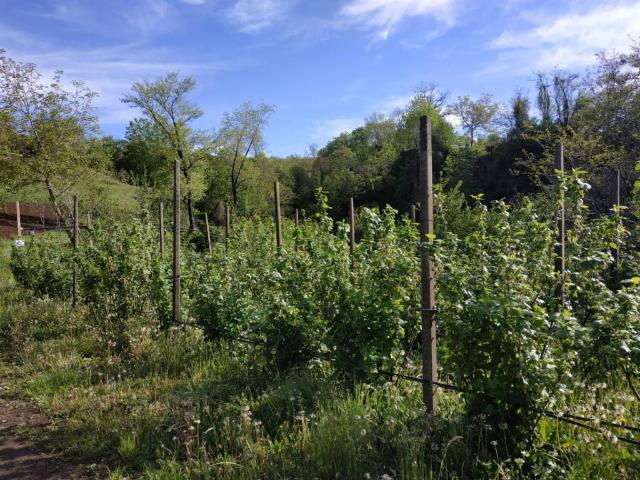 Terreno in vendita a Vestenanova, Veneto