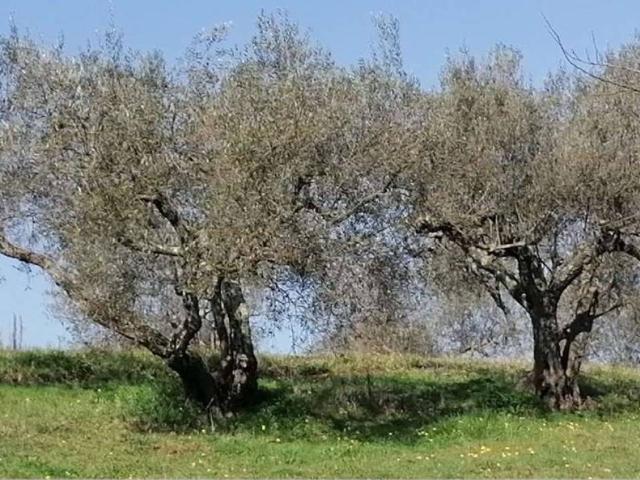 Terreno in vendita a Vetralla, Lazio