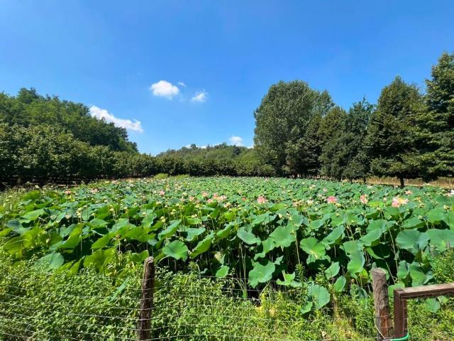 Terreno in vendita a Piemonte, Cuneo