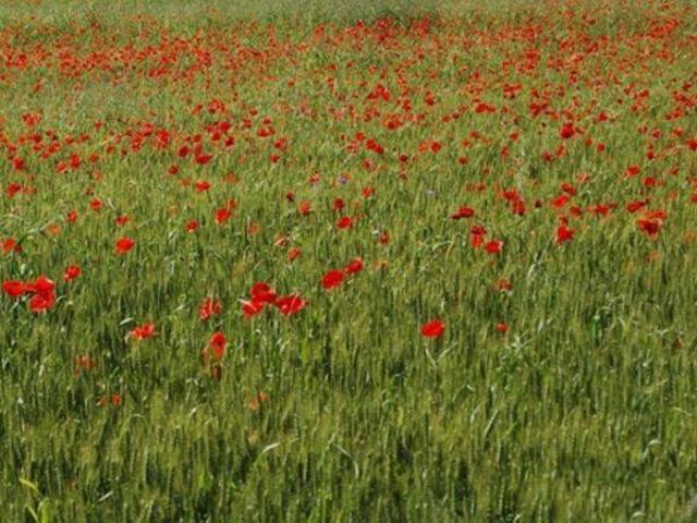 Terreno in vendita a Viareggio, Toscana