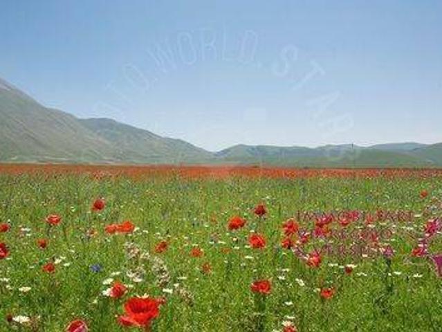 Terreno in vendita a Forcone, Viareggio