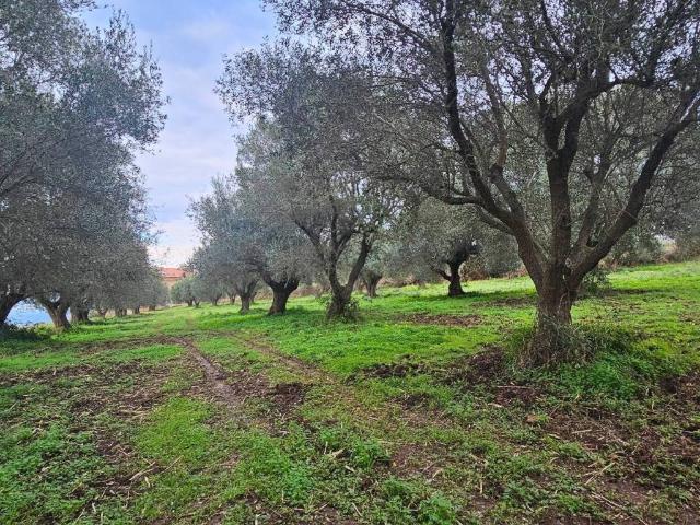 Terreno in vendita a Calabria, Vibo Valentia
