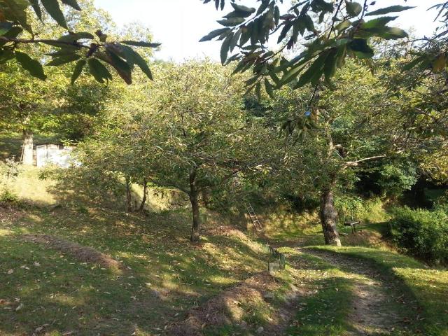 Terreno in vendita a Vicchio, Toscana