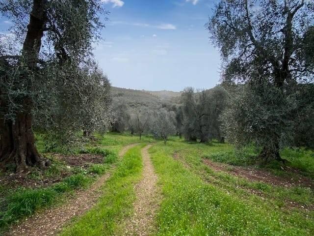 Terreno in vendita a Puglia, Foggia