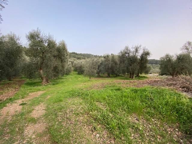 Terreno in vendita a Puglia, Foggia