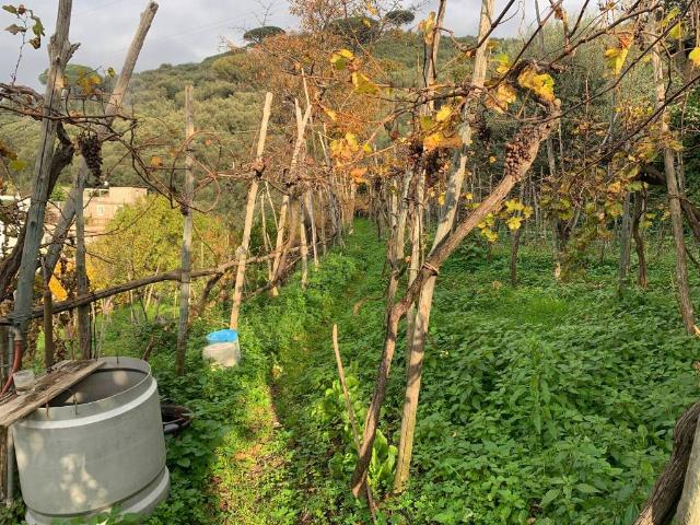Terreno in vendita a Bonea, Vico Equense