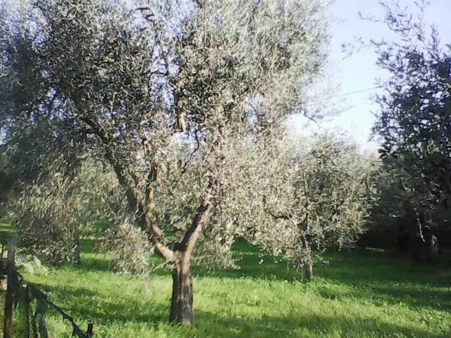 Terreno in vendita a Puglia, Foggia