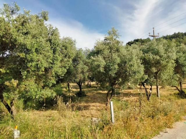 Terreno in vendita a Defensola, Vieste