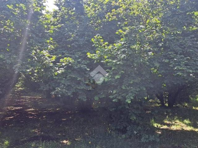 Terreno in vendita a Maregnano, Vignanello
