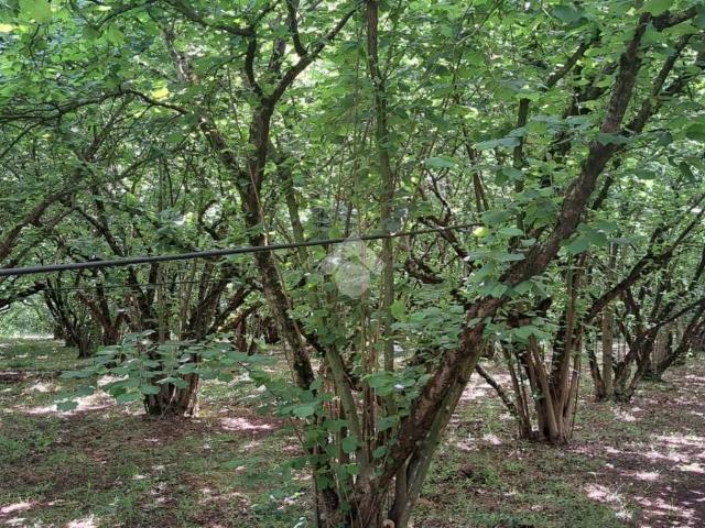 Terreno in vendita a Maregnano, Vignanello
