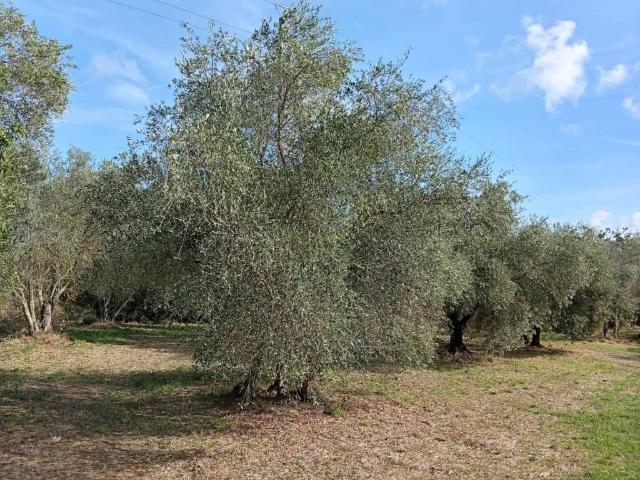 Terreno in vendita a Vignanello, Viterbo