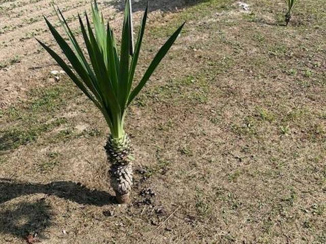 Terreno in vendita a San Vito, Vigonza