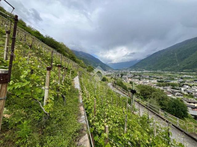 Terreno in vendita a Villa Di Tirano, Lombardia