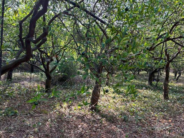 Terreno in vendita a Villabate, Sicilia