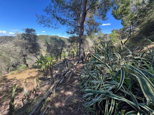 Terreno in vendita a Villacidro, Sardigna/Sardegna