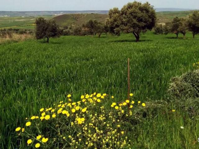 Terreno in vendita a Villanovafranca, Sardigna/Sardegna