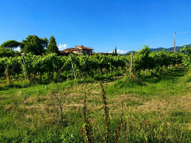 Terreno in vendita a Unione dei Comuni Circondario dell'Empolese Valdelsa, Vinci