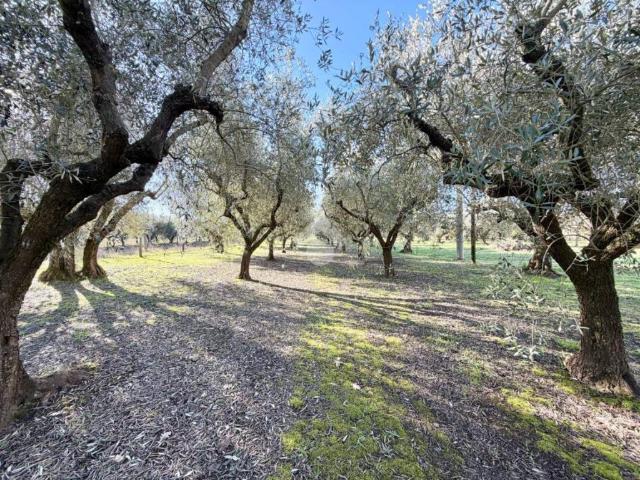 Terreno in vendita a Viterbo, Lazio