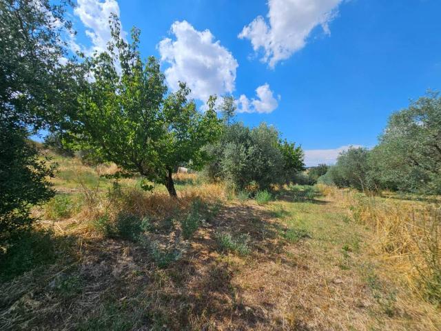 Terreno in vendita a Viterbo, Lazio
